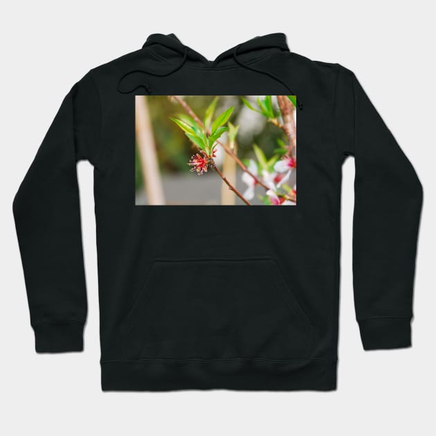 Almond Flowers After Petal Drop Hoodie by jojobob